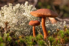 Landschaft-Natur-Funcke-13