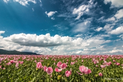 Landschaft-Natur-Funcke-8