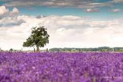 Landschaft-Natur-Funcke-9