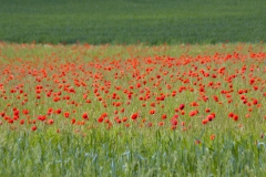 Mohn-1