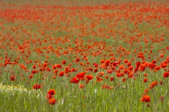 Mohn-10