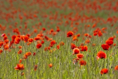 Mohn-11