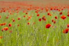 Mohn-2