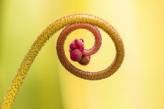 Blüte