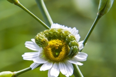 Raupe