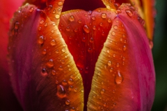 Tulpe