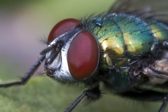 Fliege_03