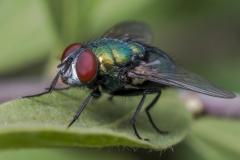 Fliege_02