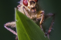 Fliege