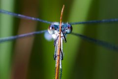 Libelle