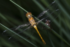 Libelle