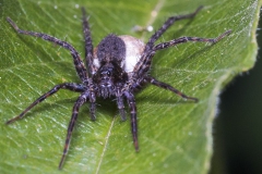 Spinne