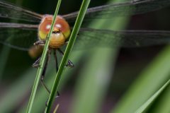 Libelle_03
