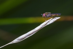 Fliege