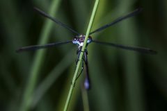 Libelle_04