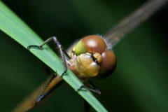 Libelle_05
