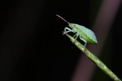 Makro_03