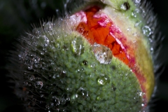 Mohnblüte_02