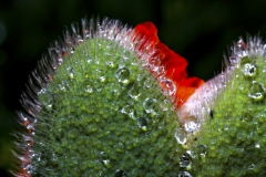 Mohnblüte_01