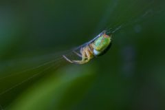 Spinne_01