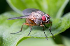 Fliege_01